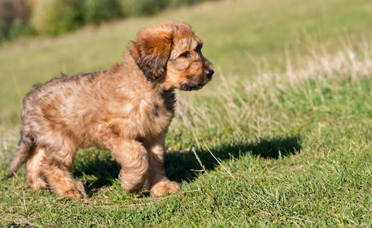 Briard dog breeds 